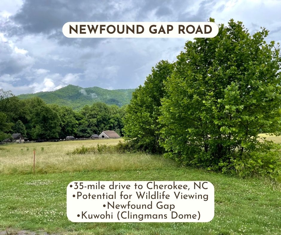 Scenic Drive near Gatlinburg, TN Newfound Gap Road •Approximately 35-mile drive to Cherokee, NC •Potential for Wildlife Viewing •Newfound Gap •Kuwohi (Clingmans Dome)