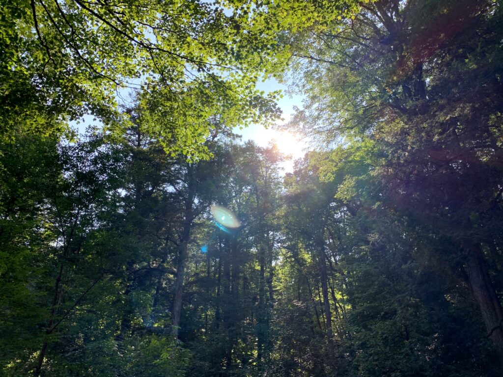 Sun shining through the trees along Roaring Fork Motor Nature Trail in the Great Smoky Mountains National Park